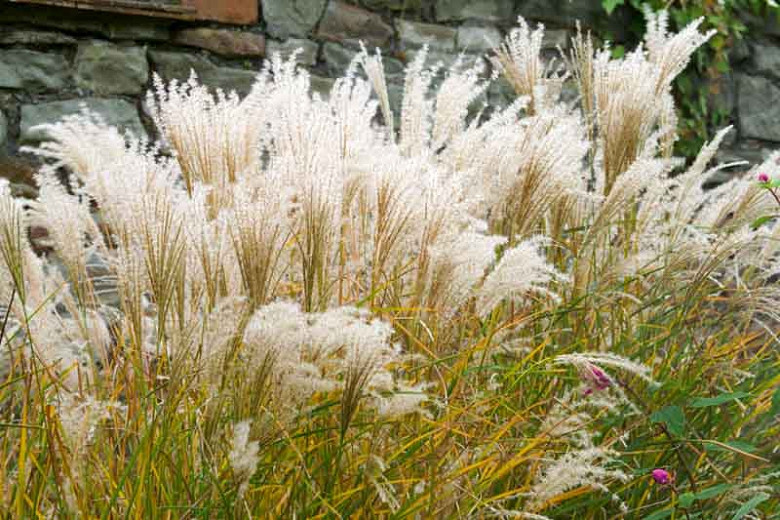 Miscanthus sinensis Kleine Fontane (Chinese Silver Grass)