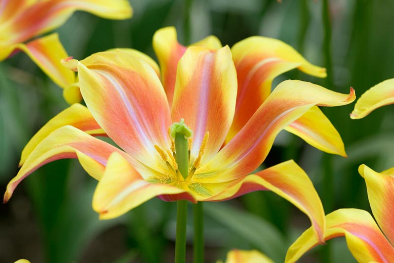 Tulipa Ballade Dream (Lily-Flowered Tulip)