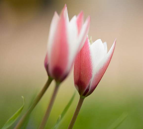 Tulipa clusiana Peppermint Stick (Botanical Tulip)