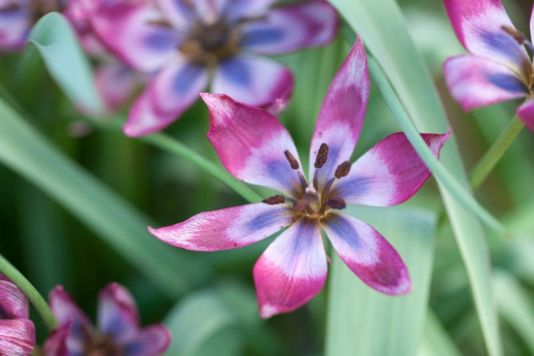 Tulipa Little Beauty (Botanical Tulip)