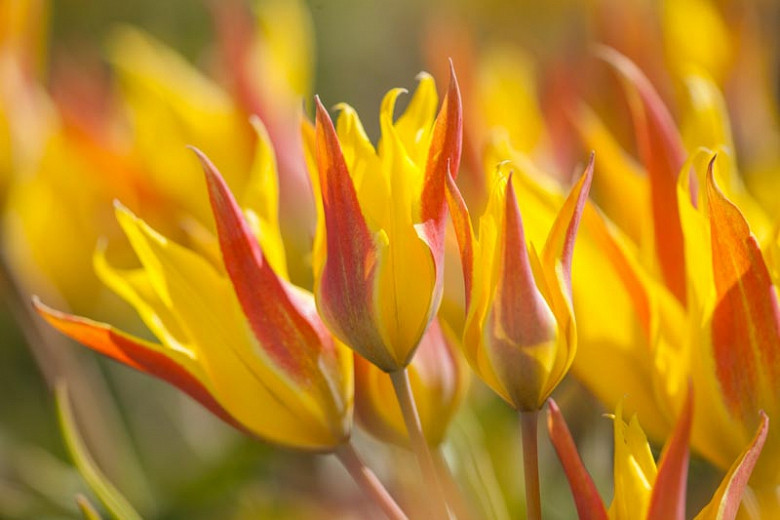 Tulipa kolpakowskiana (Botanical Tulip)