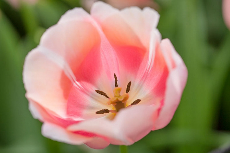 Tulipa Belle du Monde (Single Late Tulip)