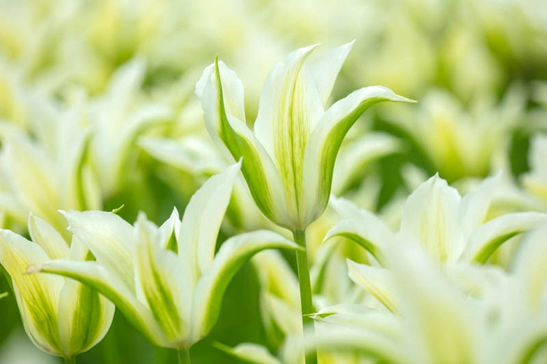 Tulipa Greenstar (Lily-Flowered Tulip)