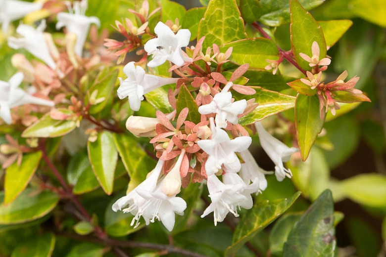 Abelia × grandiflora (Glossy Abelia)