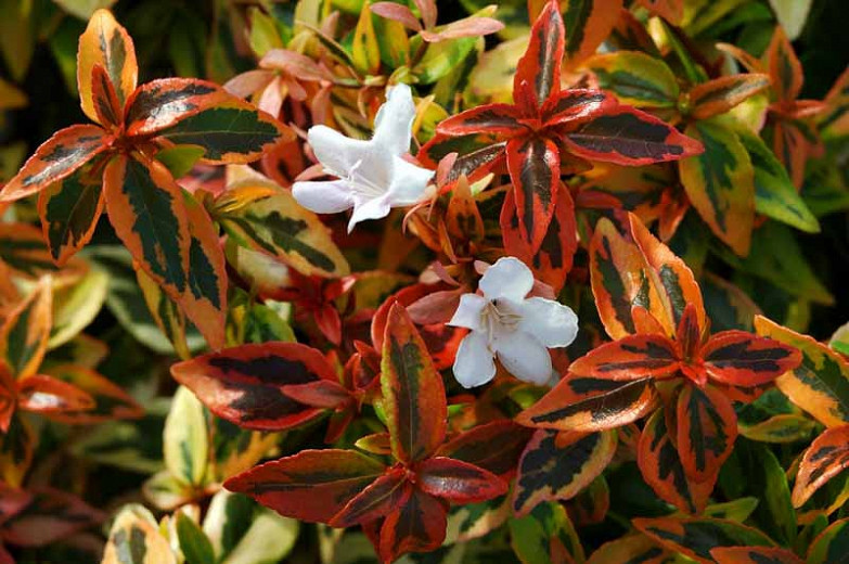 Abelia × grandiflora Kaleidoscope (Glossy Abelia)