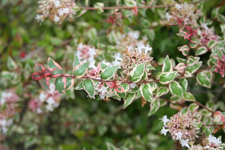 Abelia × grandiflora Mardi Gras (Glossy Abelia)