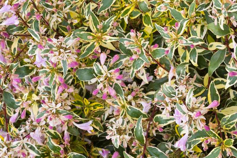 Abelia x grandiflora Hopleys (Glossy Abelia)