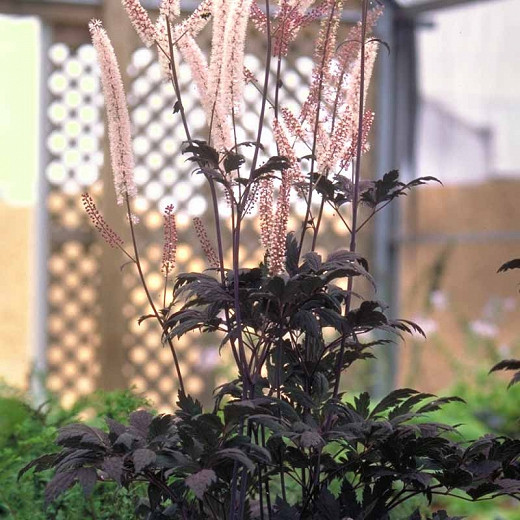 Actaea simplex (Atropurpurea Group) Hillside Black Beauty (Baneberry)