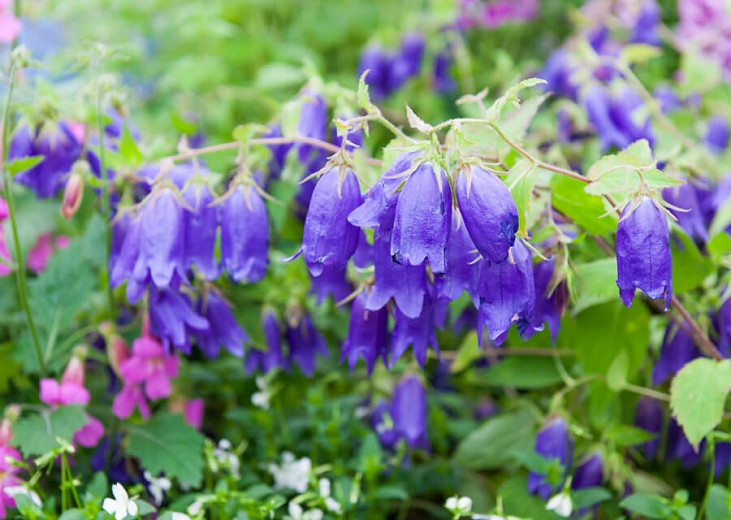 Campanula Sarastro (Bellflower)