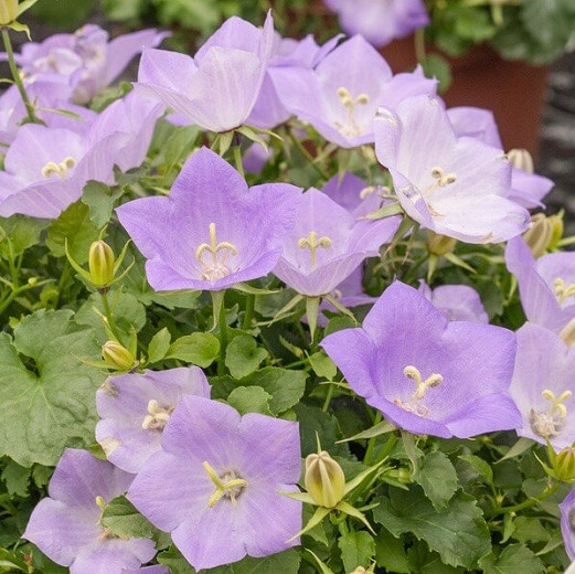 Campanula carpatica Deep Blue Clips (Carpathian Bellflower)