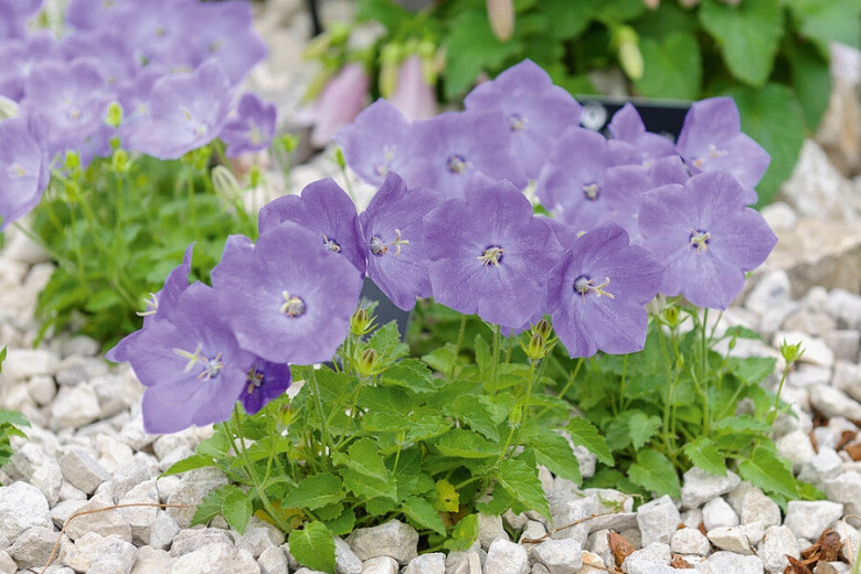 Campanula carpatica var. turbinata Foerster (Carpathian Bellflower)