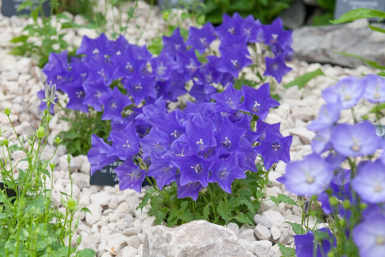 Campanula carpatica var. turbinata Jewel (Carpathian Bellflower)