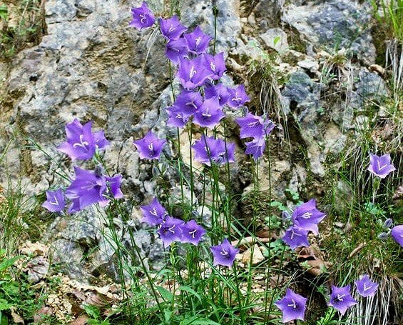 Campanula carpatica (Carpathian Bellflower)