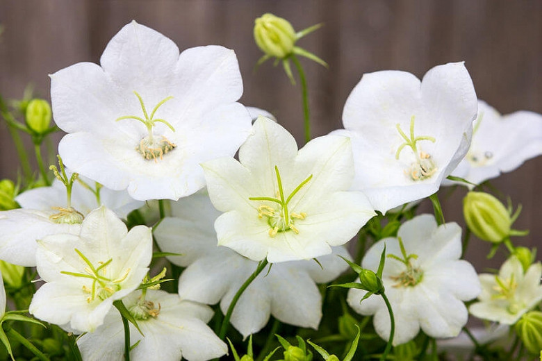 Campanula carpatica White Clips (Carpathian Bellflower)