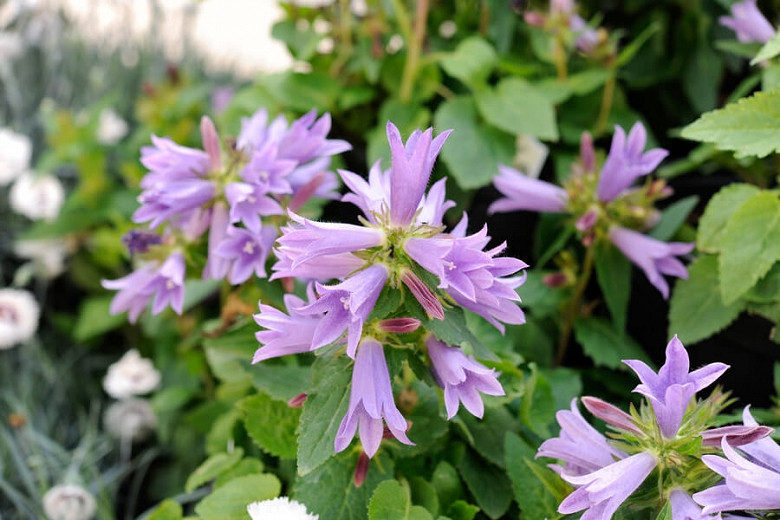 Campanula Viking (Bellflower)