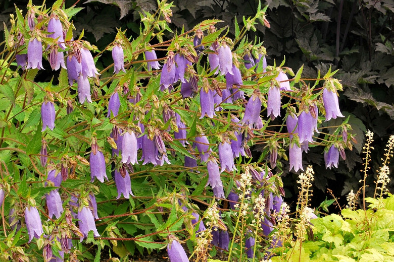 Campanula Summertime Blues (Bellflower)