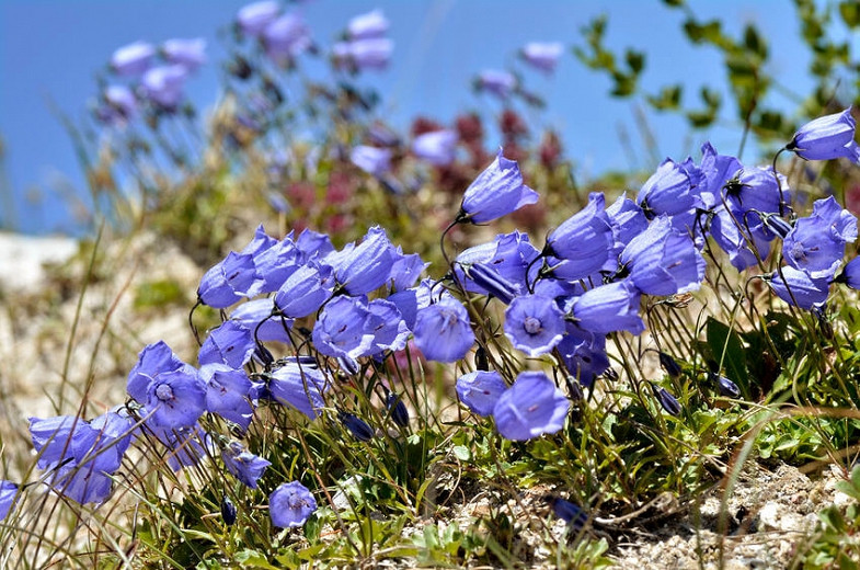 Campanula cochlearifolia (Fairys Thimble)