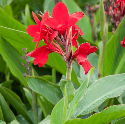 Canna Firebird (Canna Lily)