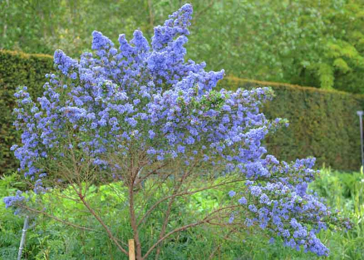 Ceanothus Puget Blue (California Lilac)