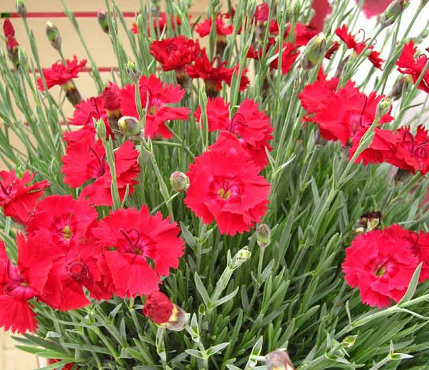 Dianthus Fire Star (Pink)