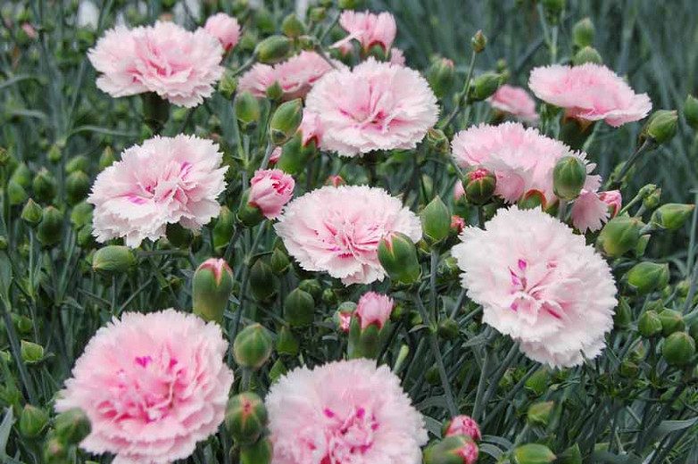 Dianthus Candy Floss (Pink)