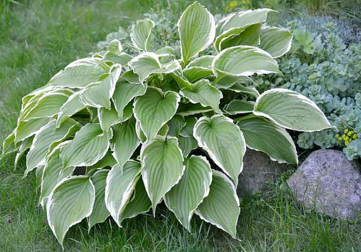 Hosta Francee (fortunei) (Plantain Lily)