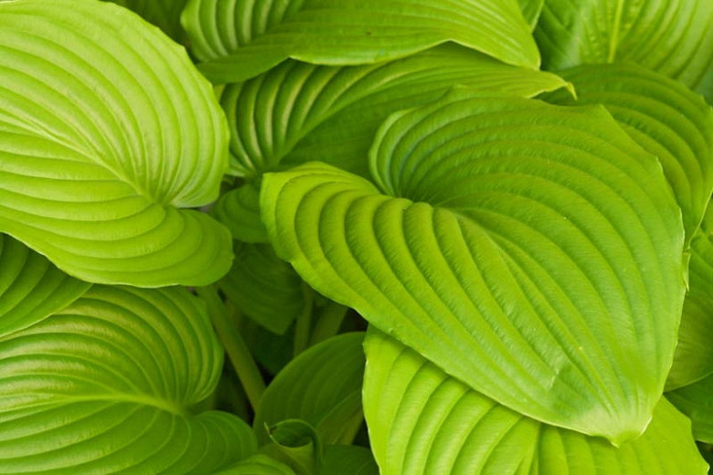 Hosta Sum and Substance (Plantain Lily)