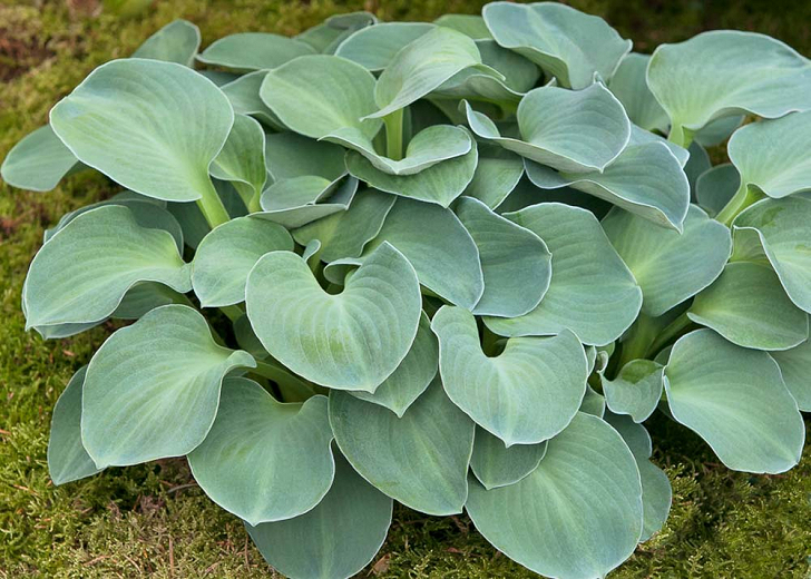 Hosta Blue Mouse Ears (Plantain Lily)