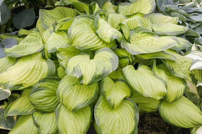 Hosta Stained Glass (Plantain Lily)