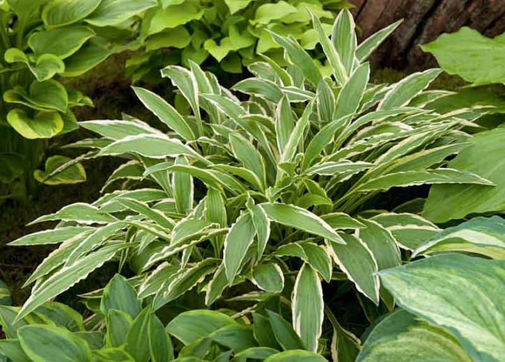Hosta Stiletto (Plantain Lily)