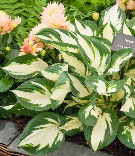 Hosta Fire and Ice (Plantain Lily)