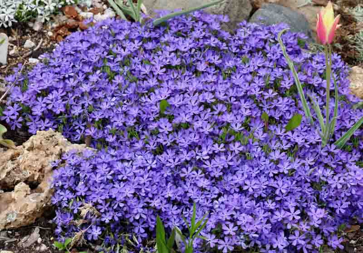 Phlox Violet Pinwheels (Creeping Phlox)