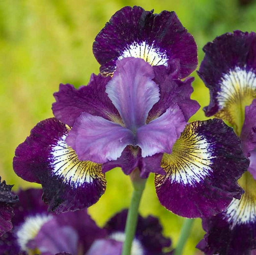 Iris sibirica Contrast in Styles (Siberian Iris)