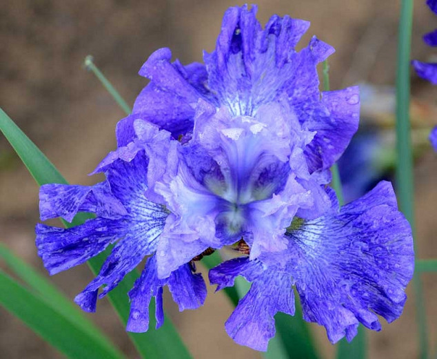 Iris sibirica Blueberry Fair (Siberian Iris)