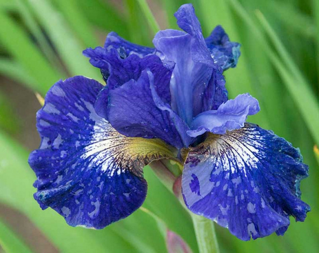 Iris sibirica Over in Gloryland (Siberian Iris)