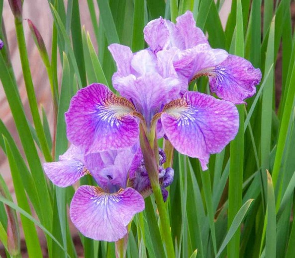 Iris sibirica Granny Jean (Siberian Iris)