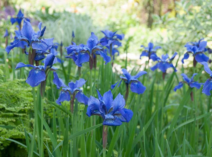 Iris sibirica Blue Moon (Siberian Iris)