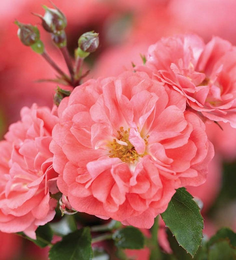 Rosa Coral Drift® (Groundcover Rose)