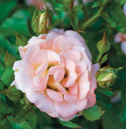 Rosa Peach Drift® (Groundcover Rose)
