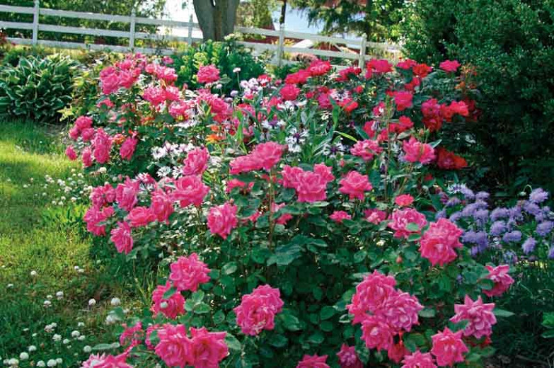 Rosa Pink Double Knock Out® (Shrub Rose)
