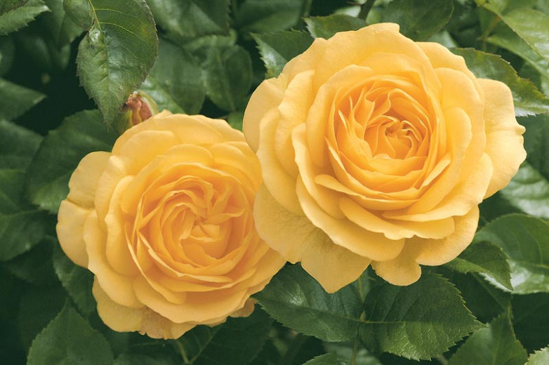Rosa Julia Child® (Floribunda Rose)