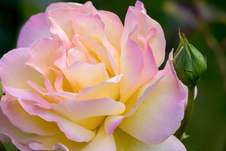 Rosa Peace (Hybrid Tea Rose)