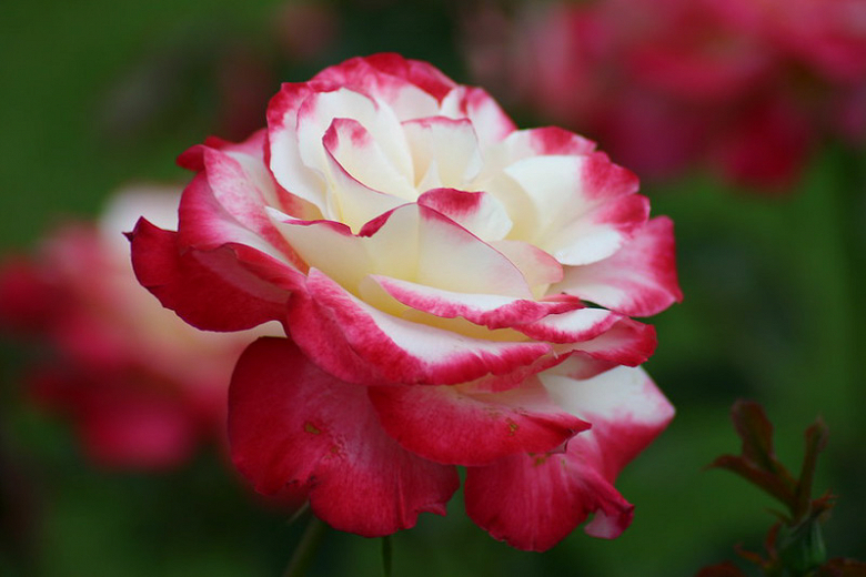 Rosa Double Delight (Hybrid Tea Rose)