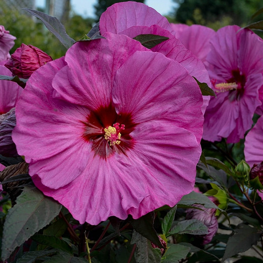 Hibiscus Berry Awesome (Rose Mallow)