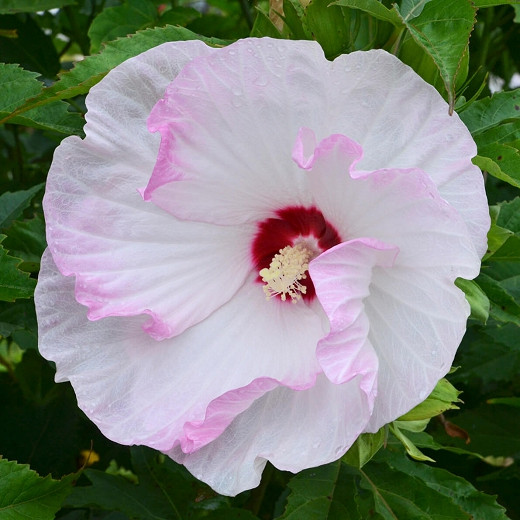 Hibiscus Ballet Slippers (Rose Mallow)