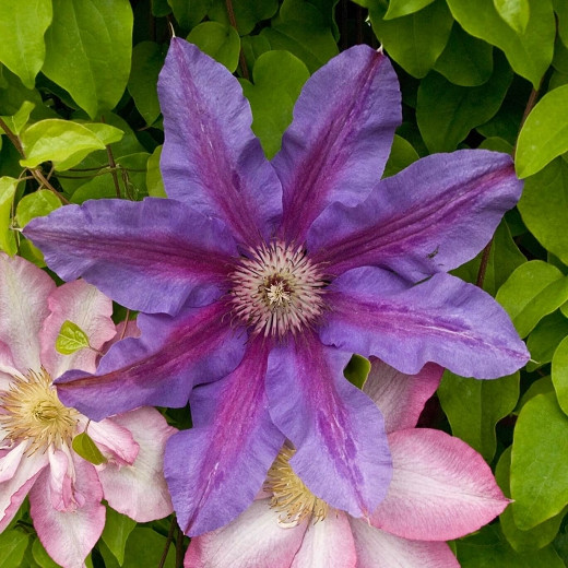 Clematis Fireworks (Early Large-Flowered Clematis)