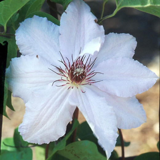 Clematis Snow Queen (Early Large-Flowered Clematis)