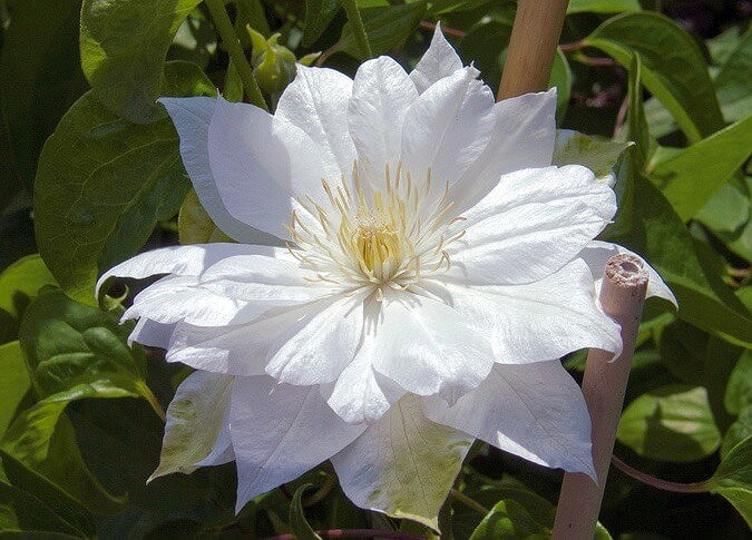 Clematis Duchess of Edinburgh (Early Large-Flowered Clematis)