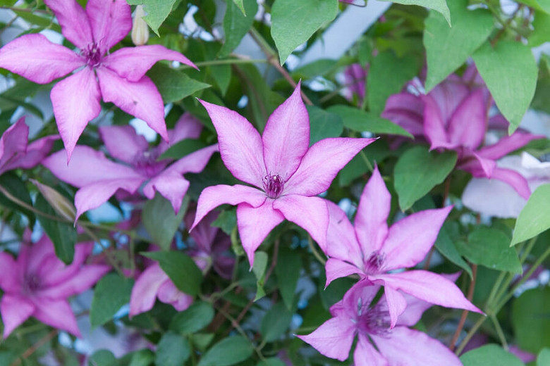 Clematis Giselle (Early Large-Flowered Clematis)