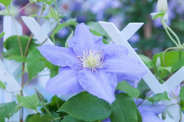 Clematis Cezanne (Early Large-Flowered Clematis)